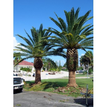 Florida Fancy Canary Island Date Palm 8' Trunk